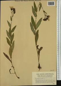Hieracium isatifolium subsp. orthophyllum (Beck) Zahn, Western Europe (EUR) (Austria)