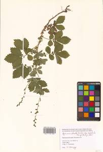 Agrimonia pilosa Ledeb., Siberia, Russian Far East (S6) (Russia)