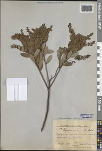 Chamaedaphne calyculata (L.) Moench, Siberia, Russian Far East (S6) (Russia)