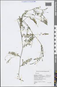 Oxytropis, Middle Asia, Northern & Central Tian Shan (M4) (Kyrgyzstan)