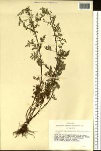 Artemisia stechmanniana Besser, Siberia, Altai & Sayany Mountains (S2) (Russia)