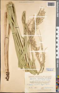 Glyceria maxima (Hartm.) Holmb., Eastern Europe, North Ukrainian region (E11) (Ukraine)