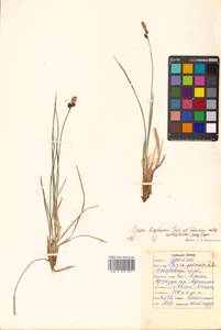 Carex soczavaeana Gorodkov, Siberia, Russian Far East (S6) (Russia)