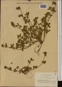 Trifolium striatum L., Western Europe (EUR) (Italy)