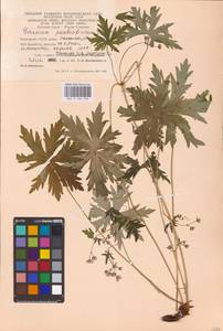 Geranium pseudosibiricum J. Mayer, Eastern Europe, Eastern region (E10) (Russia)