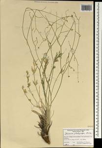 Dichoropetalum platycarpum (Boiss.) Pimenov & Kljuykov, South Asia, South Asia (Asia outside ex-Soviet states and Mongolia) (ASIA) (Iran)