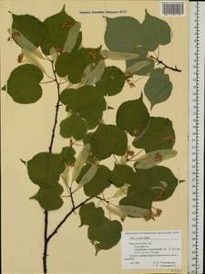 Tilia cordata Mill., Eastern Europe, Volga-Kama region (E7) (Russia)