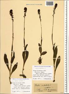 Neotinea ustulata (L.) R.M.Bateman, Pridgeon & M.W.Chase, Caucasus, North Ossetia, Ingushetia & Chechnya (K1c) (Russia)