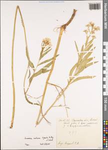 Armoracia rusticana P. Gaertn., B. Mey. & Scherb., Eastern Europe, Lower Volga region (E9) (Russia)