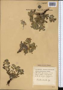 Arnebia obovata Bunge, Middle Asia, Pamir & Pamiro-Alai (M2) (Uzbekistan)