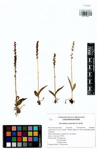 Herminium monorchis (L.) R.Br., Siberia, Baikal & Transbaikal region (S4) (Russia)