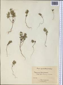 Clinopodium graveolens subsp. rotundifolium (Pers.) Govaerts, Middle Asia, Kopet Dag, Badkhyz, Small & Great Balkhan (M1) (Turkmenistan)