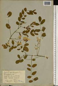 Robinia pseudoacacia L., Eastern Europe, Rostov Oblast (E12a) (Russia)