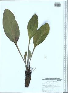 Cynoglossum officinale L., Eastern Europe, Central region (E4) (Russia)