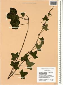 Hedera helix L., Caucasus, Black Sea Shore (from Novorossiysk to Adler) (K3) (Russia)