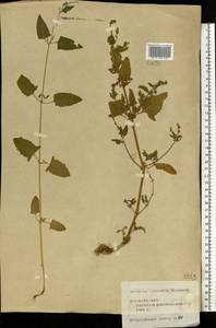 Atriplex patula L., Eastern Europe, Central forest region (E5) (Russia)