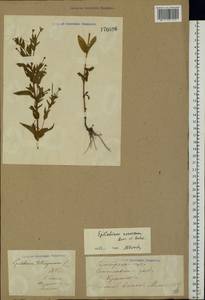 Epilobium roseum subsp. subsessile (Boiss.) P. H. Raven, Eastern Europe, Middle Volga region (E8) (Russia)