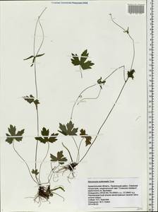 Ranunculus propinquus subsp. subborealis (Tzvelev) Kuvaev, Eastern Europe, Northern region (E1) (Russia)