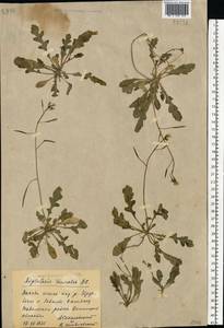 Diplotaxis muralis (L.) DC., Eastern Europe, South Ukrainian region (E12) (Ukraine)
