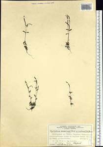 Epilobium arcticum Sam., Siberia, Central Siberia (S3) (Russia)