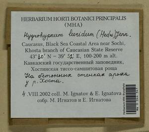 Hygrohypnum luridum (Hedw.) Jenn., Bryophytes, Bryophytes - North Caucasus & Ciscaucasia (B12) (Russia)