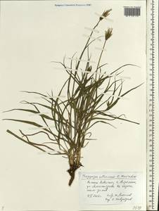Tragopogon soltisiorum Mavrodiev, Eastern Europe, Lower Volga region (E9) (Russia)