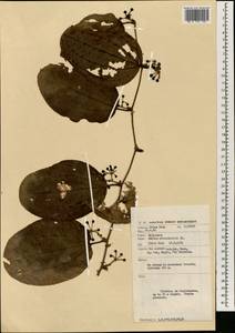 Smilax odoratissima Blume, South Asia, South Asia (Asia outside ex-Soviet states and Mongolia) (ASIA) (Malaysia)