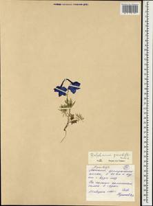 Delphinium grandiflorum L., Mongolia (MONG) (Mongolia)