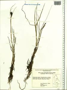 Carex eleusinoides Turcz. ex Kunth, Siberia, Russian Far East (S6) (Russia)