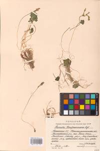 Primula kaufmanniana Regel, Middle Asia, Middle Asia (no precise locality) (M0)