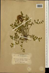Astragalus somcheticus C. Koch, Caucasus, Armenia (K5) (Armenia)
