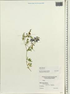 Vicia cracca L., Siberia, Baikal & Transbaikal region (S4) (Russia)