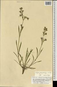 Silene jeniseensis Willd., Mongolia (MONG) (Mongolia)
