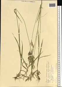 Bromus inermis Leyss., Eastern Europe, South Ukrainian region (E12) (Ukraine)
