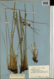 Juncus balticus Willd., Eastern Europe, Northern region (E1) (Russia)