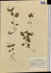 Pseudogalium paradoxum (Maxim.) L.E Yang, Z.L.Nie & H.Sun, Siberia, Russian Far East (S6) (Russia)
