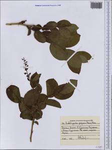 Leucothoe grayana Maxim., Siberia, Russian Far East (S6) (Russia)