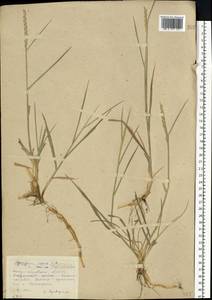 Elymus repens (L.) Gould, Eastern Europe, South Ukrainian region (E12) (Ukraine)