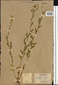 Erigeron annuus (L.) Pers., Eastern Europe, South Ukrainian region (E12) (Ukraine)