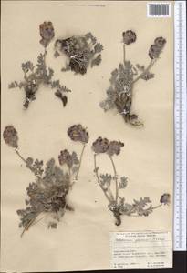 Hedysarum poncinsii Franch., Middle Asia, Pamir & Pamiro-Alai (M2) (Kyrgyzstan)