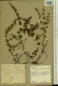 Cruciata glabra (L.) Opiz, Eastern Europe, Central forest-and-steppe region (E6) (Russia)