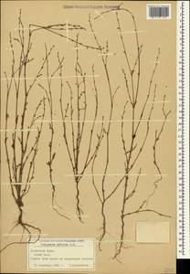 Polygonum patulum M.Bieb., Crimea (KRYM) (Russia)