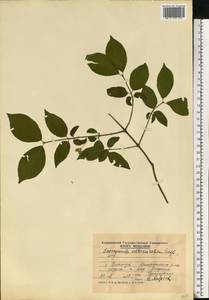 Euonymus verrucosus Scop., Eastern Europe, Moldova (E13a) (Moldova)