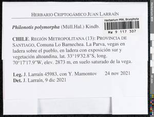 Philonotis polymorpha (Müll. Hal.) Kindb., Bryophytes, Bryophytes - America (BAm) (Chile)