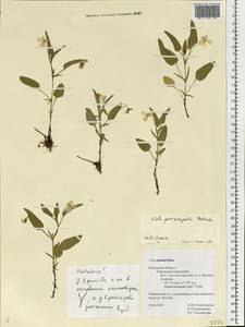 Viola stagnina Kit., Eastern Europe, Central region (E4) (Russia)