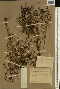 Veronica heureka (M. A. Fisch.) Tzvelev, Eastern Europe, Rostov Oblast (E12a) (Russia)