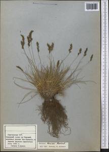 Festuca borissii Reverd., Middle Asia, Northern & Central Tian Shan (M4) (Kyrgyzstan)