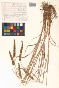 Carex leiorhyncha C.A.Mey., Siberia, Russian Far East (S6) (Russia)