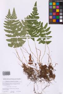 Dryopteris cristata (L.) A.Gray, Eastern Europe, Moscow region (E4a) (Russia)