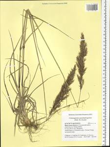Calamagrostis pseudophragmites (Haller f.) Koeler, Siberia, Baikal & Transbaikal region (S4) (Russia)